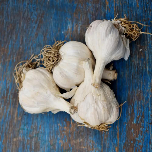 Fresh Garlic