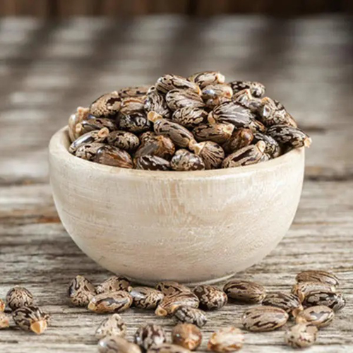 Castor Seed