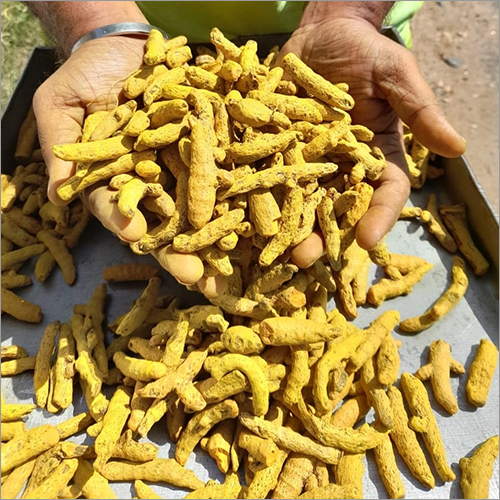 Erode Turmeric Finger